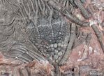 Multiple Moroccan Crinoid Plate #3017-1